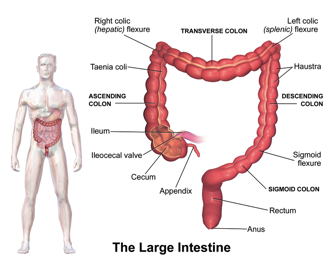 colon tube